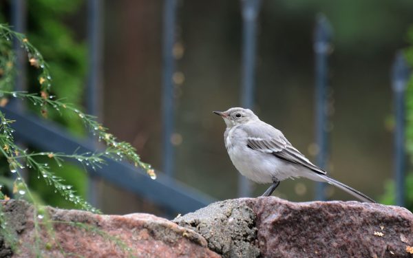 Baltoji kielė (Motacilla alba)