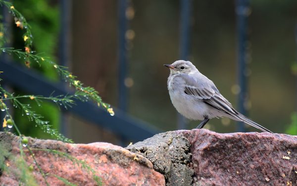 Baltoji kielė (Motacilla alba)